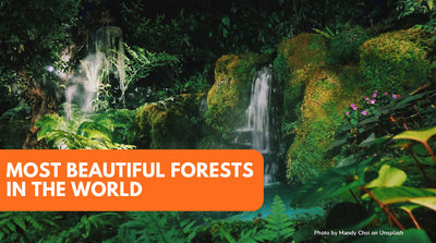 Most Beautiful Forest In The World - A Trip To The 10 Prettiest Forests In The World