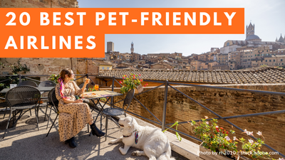 Top 20 Best Pet-Friendly Airlines! Take Your Pets On These Pet-Friendly Flights!