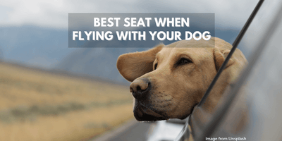 What is the Best Seat When Travelling with a Dog? What do I Need to Know when Travelling with a Dog?